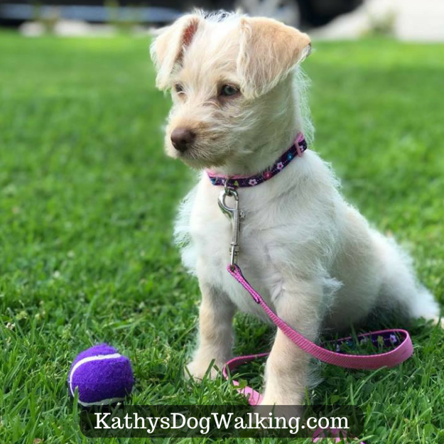 Lucy the Westie Puppy